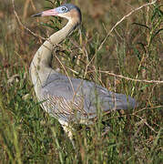 Whistling Heron