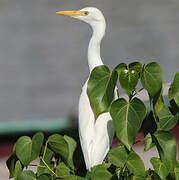 Western Cattle Egret