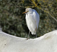 Western Cattle Egret