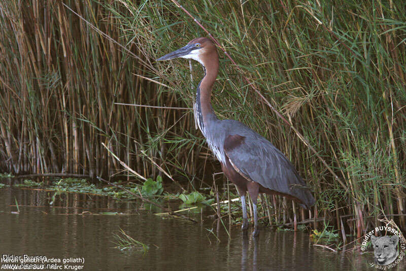 Héron goliathadulte, habitat, pigmentation