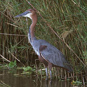 Goliath Heron