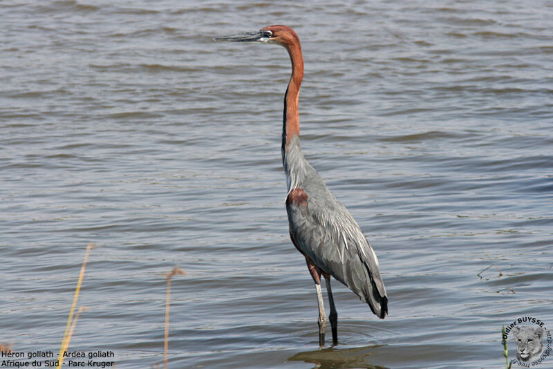 Héron goliath, identification