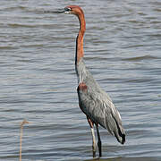 Goliath Heron