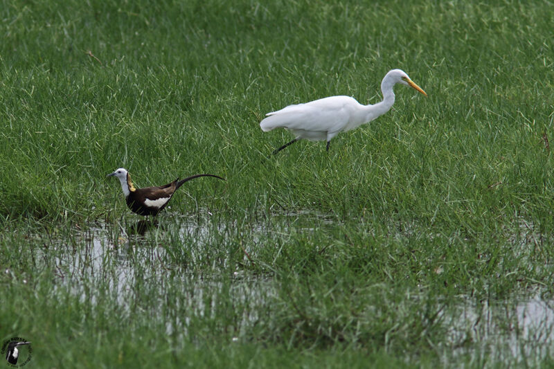 Medium Egretadult, identification