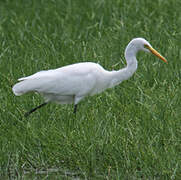 Medium Egret