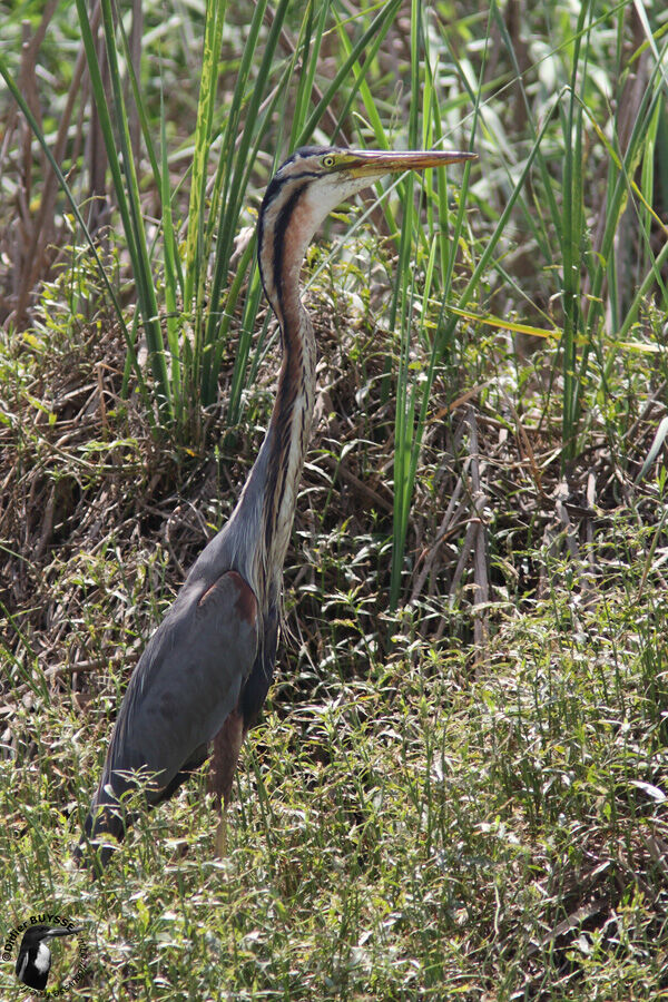 Héron pourpréadulte, identification