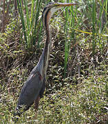 Purple Heron