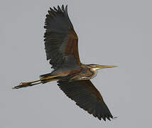 Purple Heron