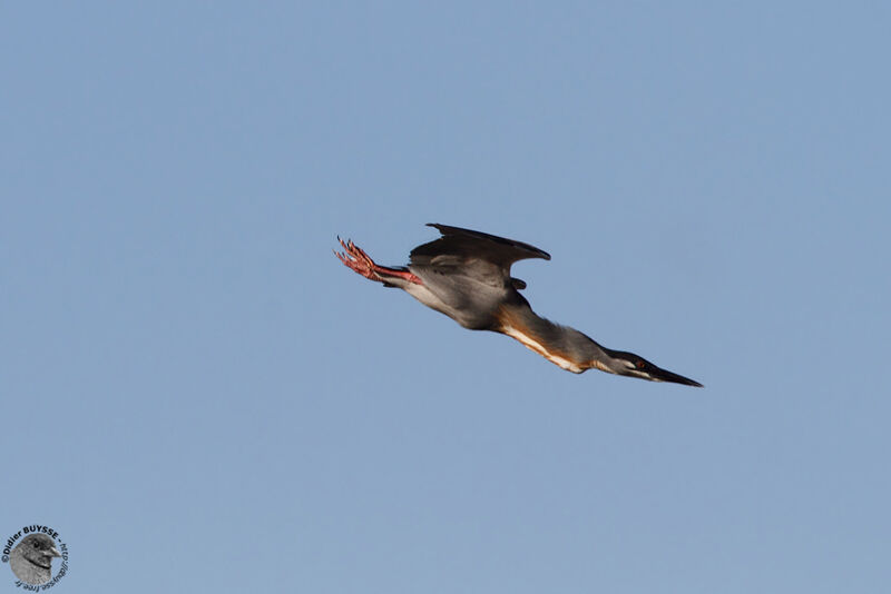 Striated Heron, Flight