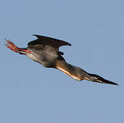 Striated Heron