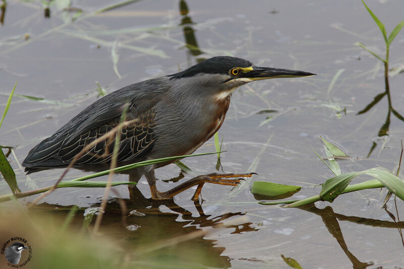 Héron striéadulte, identification