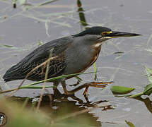 Striated Heron