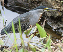 Striated Heron