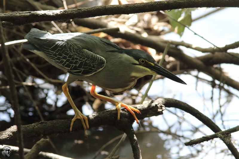 Striated Heronadult, identification