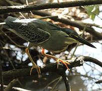 Striated Heron