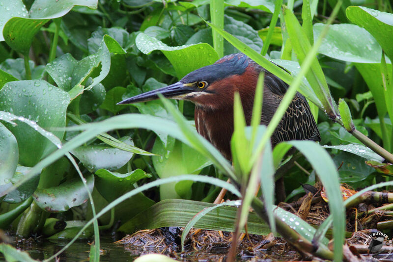 Green Heron, identification