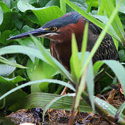 Green Heron