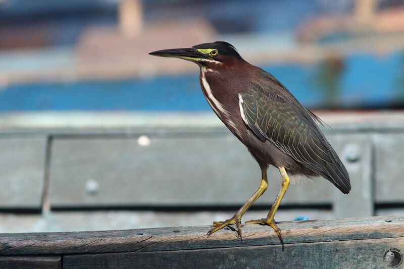 Green Heronadult, identification