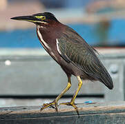 Green Heron