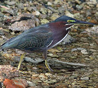 Green Heron