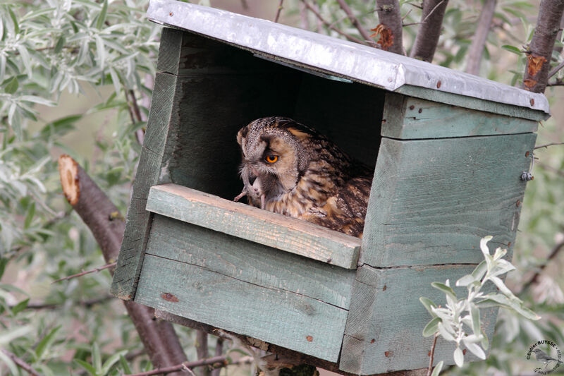 Long-eared Owladult, identification, feeding habits, Reproduction-nesting