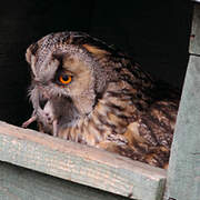 Long-eared Owl