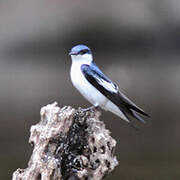 White-winged Swallow