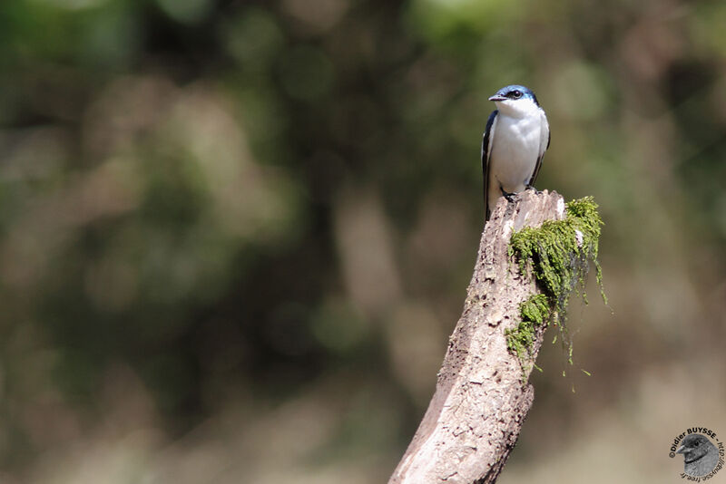 White-winged Swallowadult, identification