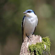 White-winged Swallow