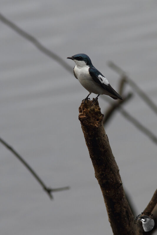 White-winged Swallowadult, identification