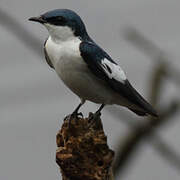 White-winged Swallow