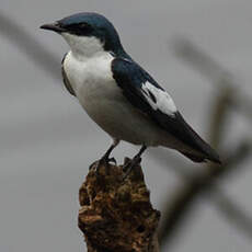 Hirondelle à ailes blanches