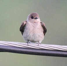 Hirondelle à ailes hérissées