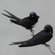 White-banded Swallow