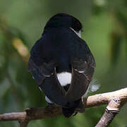 White-rumped Swallow