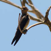 Southern Rough-winged Swallow