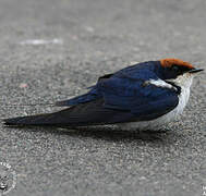 Wire-tailed Swallow