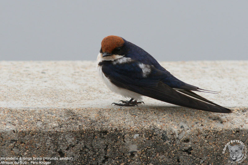 Wire-tailed Swallowadult