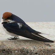 Wire-tailed Swallow