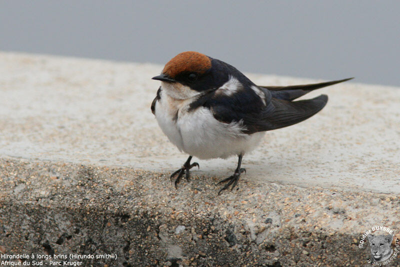 Wire-tailed Swallowadult