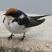 Wire-tailed Swallow