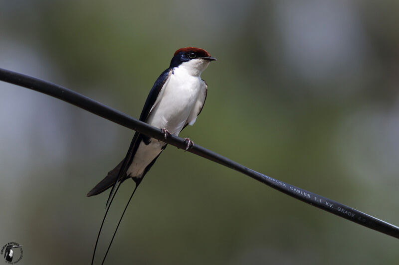 Hirondelle à longs brinsadulte, identification