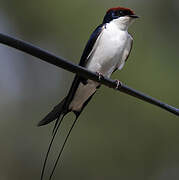 Wire-tailed Swallow