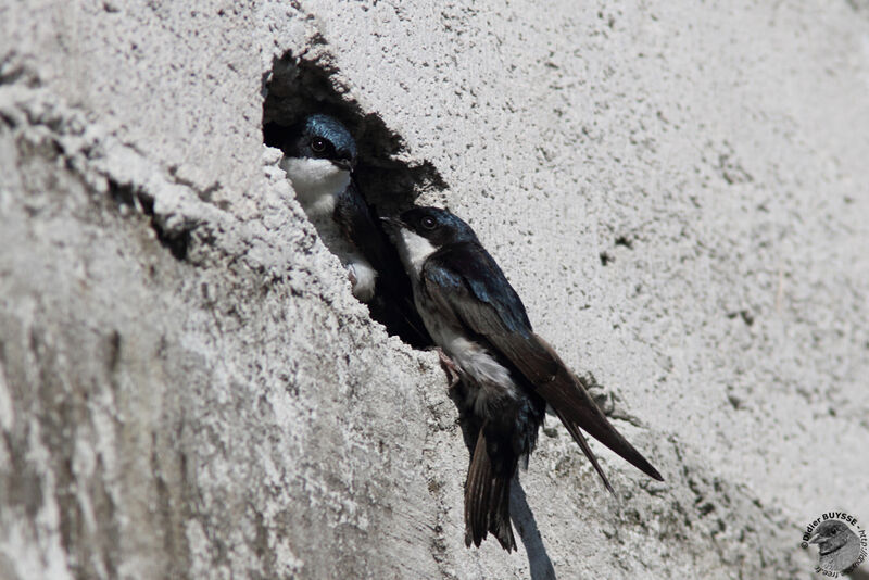 Hirondelle bleu et blanc adulte, identification, Nidification