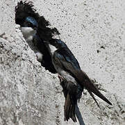 Blue-and-white Swallow