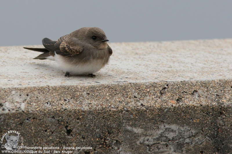 Hirondelle paludicolejuvénile, identification