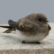 Brown-throated Martin