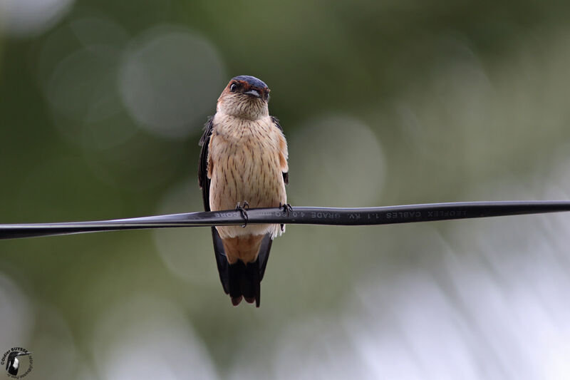 Hirondelle rousselinejuvénile, identification