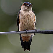 Red-rumped Swallow