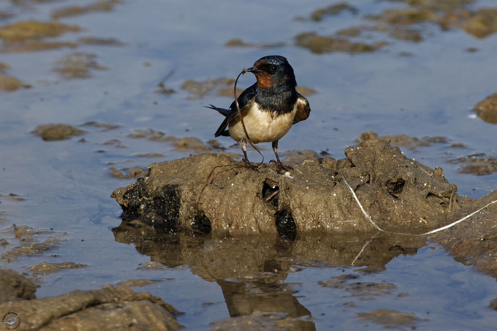 Barn Swallowadult